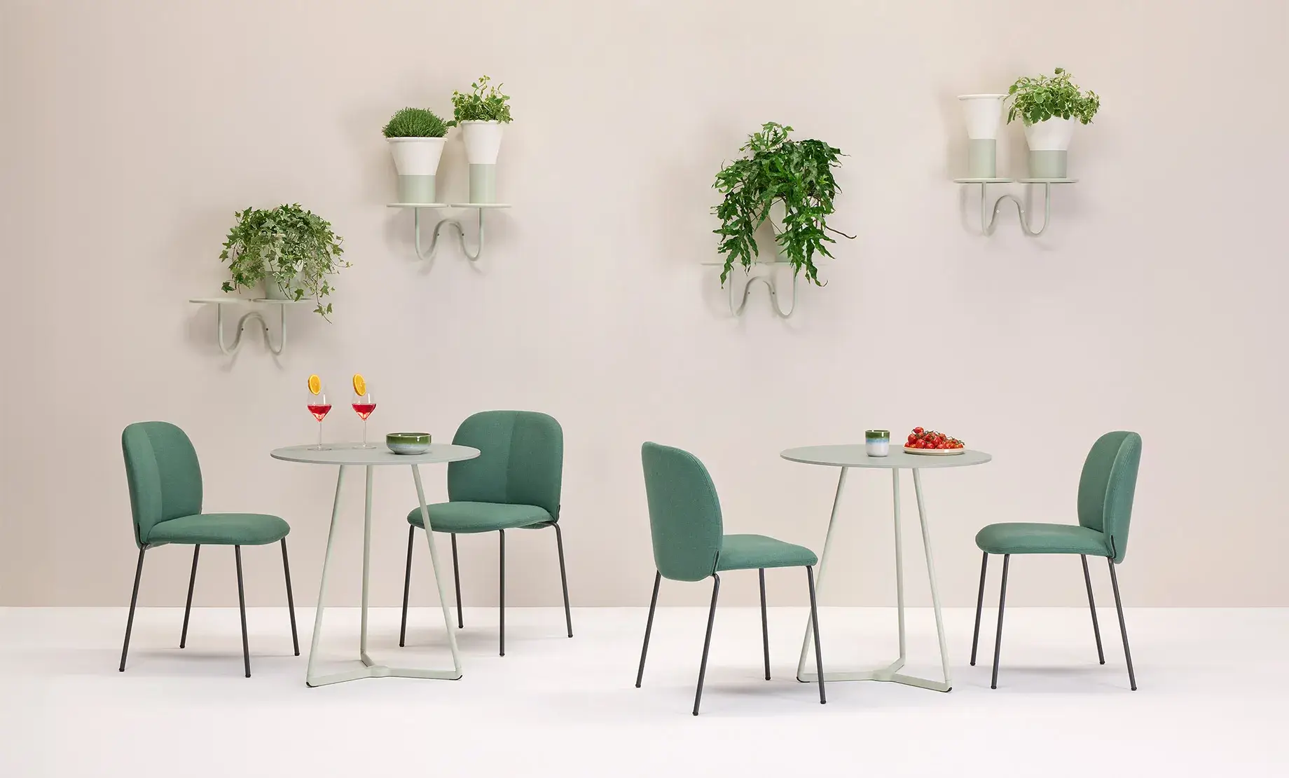 2955-scab-mimosa-parete-01