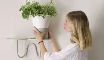 2957-scab-mimosa-vaso-h25-02-910×0-c-default 2957-scab-mimosa-vaso-h25-02-910×0-c-default